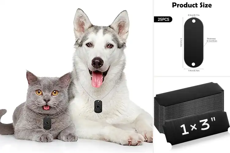 Fun Cat Accessories for Spoiling Your Kitty – Good Taste of Home